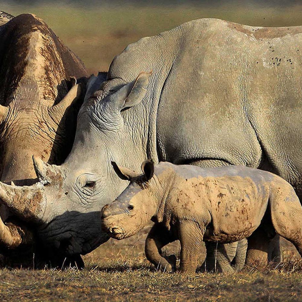 Rhino-at-Ngorongoro
