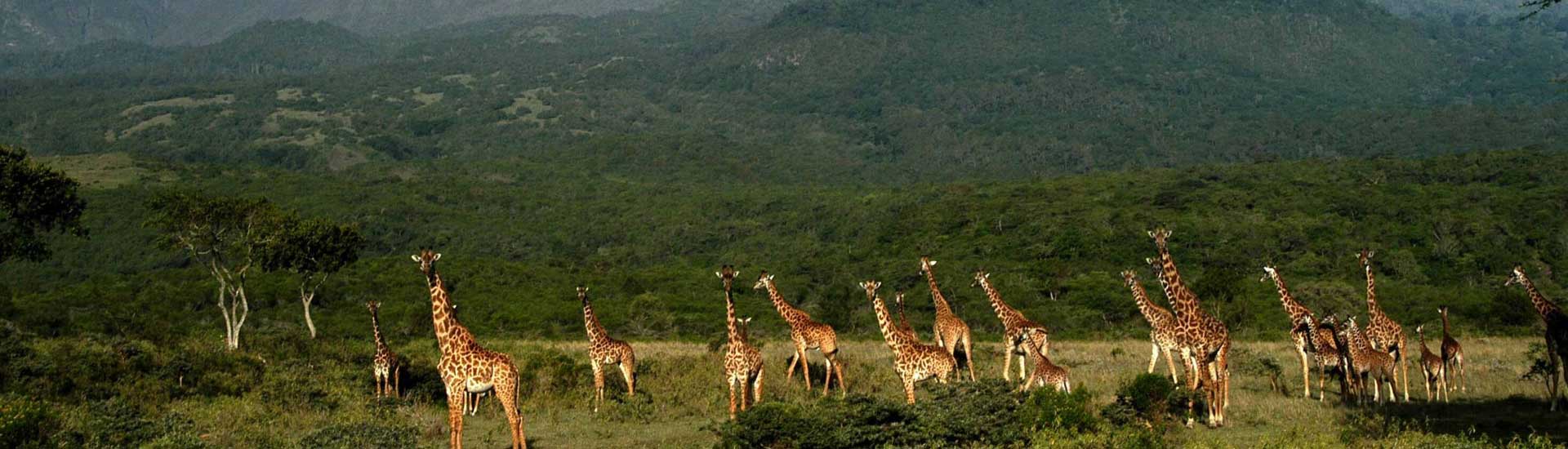 Kimomwe Adventures and Safaris