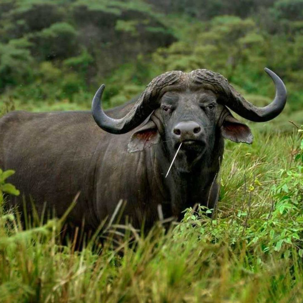 Arusha-National-Park-with-Kimomwe-Adventures