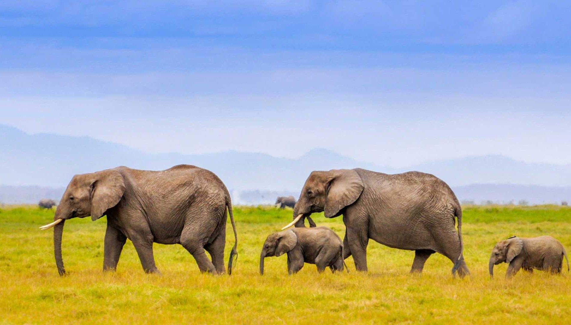 Elephants-in-nothern-Tanzania