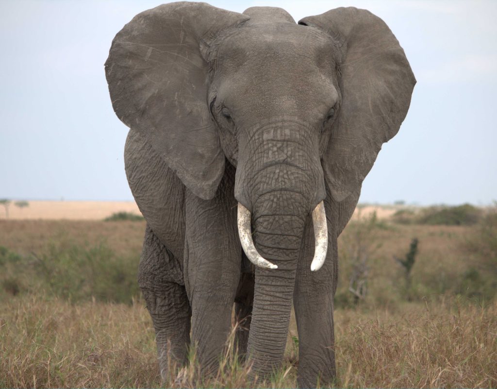 Tarangire Safari Day Tour