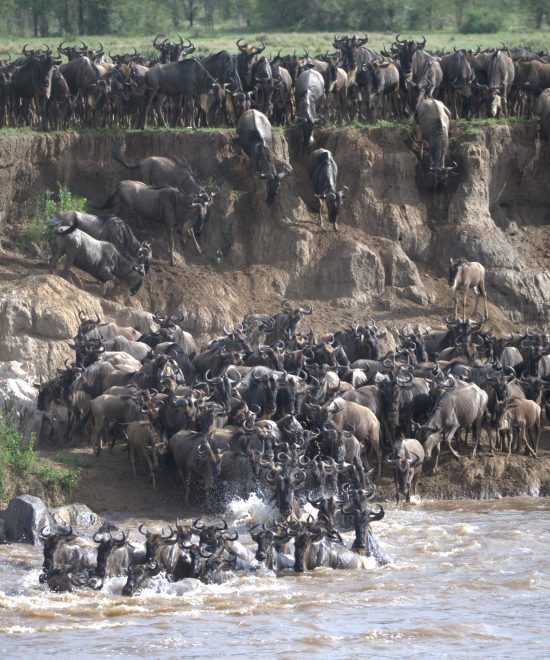 8 Day Great Migration and Big Five Safari